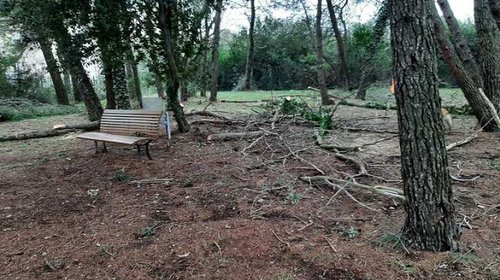 ČIŠĆENJE ŠUMICE COCALETTO