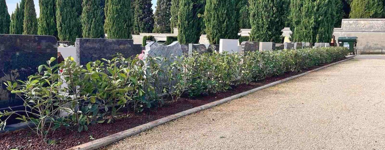 ZAMJENA DOTRAJALOG ZELENILA