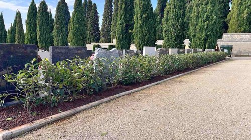 ZAMJENA DOTRAJALOG ZELENILA