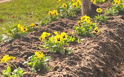 NOVITÀ DALL’UA VERDE - PIANTUMAZIONE DI FIORI AUTUNNALI