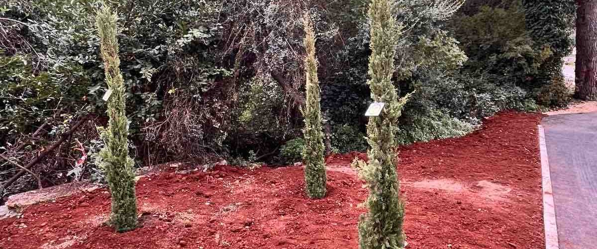 NOVITÀ DALL'UA PER IL VERDE PUBBLICO - PIANTUMAZIONE DEGLI ALBERI