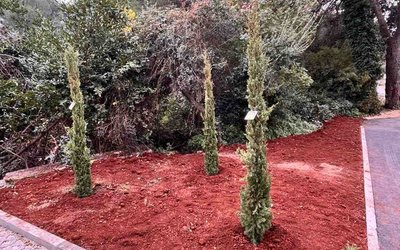 NOVITÀ DALL'UA PER IL VERDE PUBBLICO - PIANTUMAZIONE DEGLI ALBERI