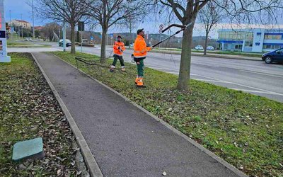 POTATURA DEGLI ALBERI
