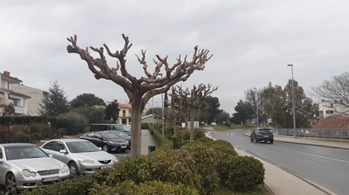 OREZIVANJE STABLAŠICA