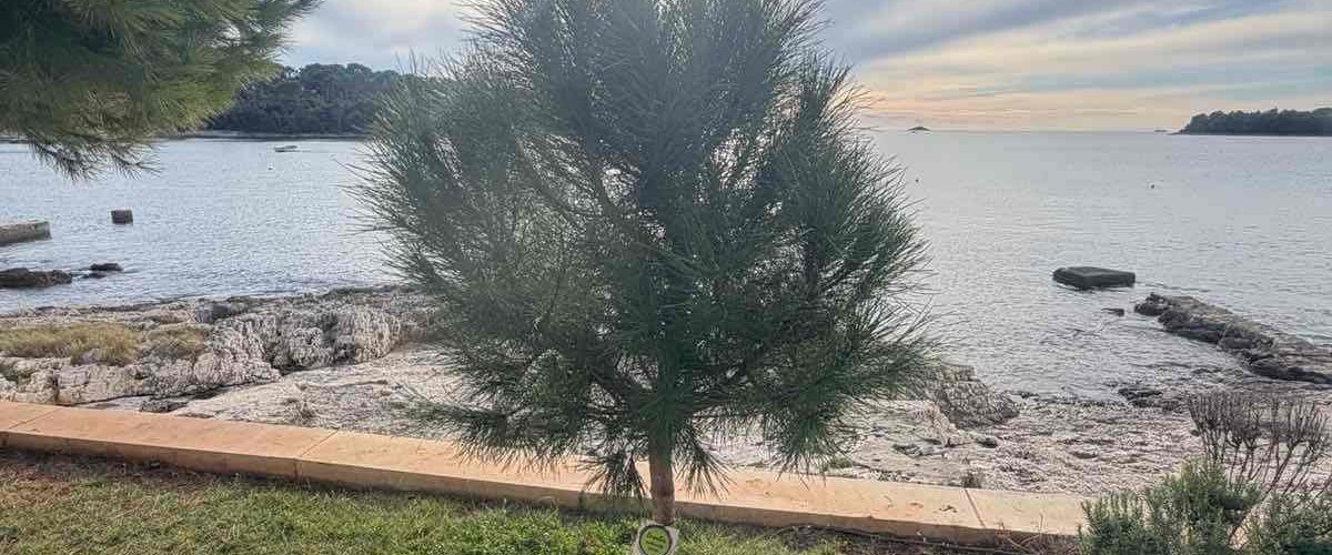 NOVOSTI OJ ZELENILO - SADNJA STABALA