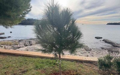 NOVITÀ DALL'UA PER IL VERDE PUBBLICO - PIANTUMAZIONE DEGLI ALBERI