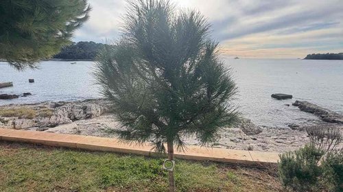 NOVOSTI OJ ZELENILO - SADNJA STABALA