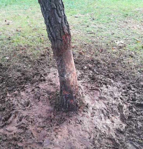 Štete od divljih svinja