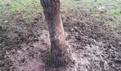 Štete od divljih svinja