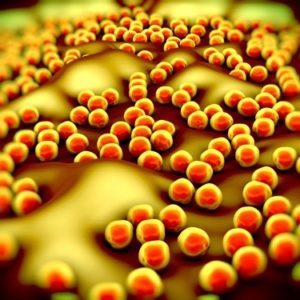Как супербактерия спасается от антибиотиков?