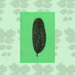 Plant Scans