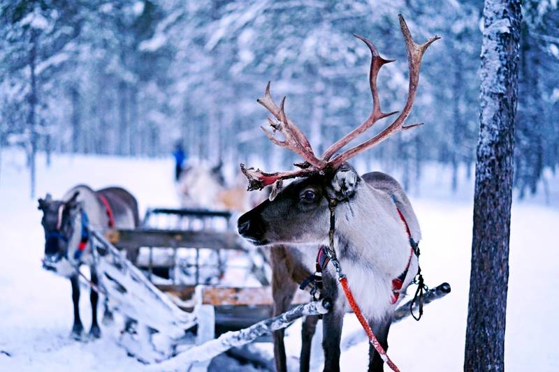 Ivalo