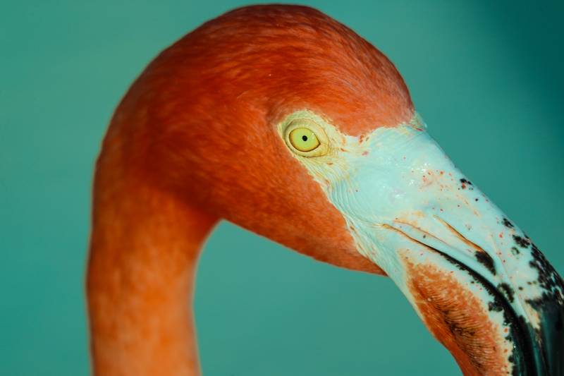 Aruba