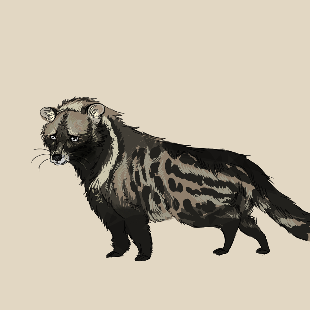 African Civet