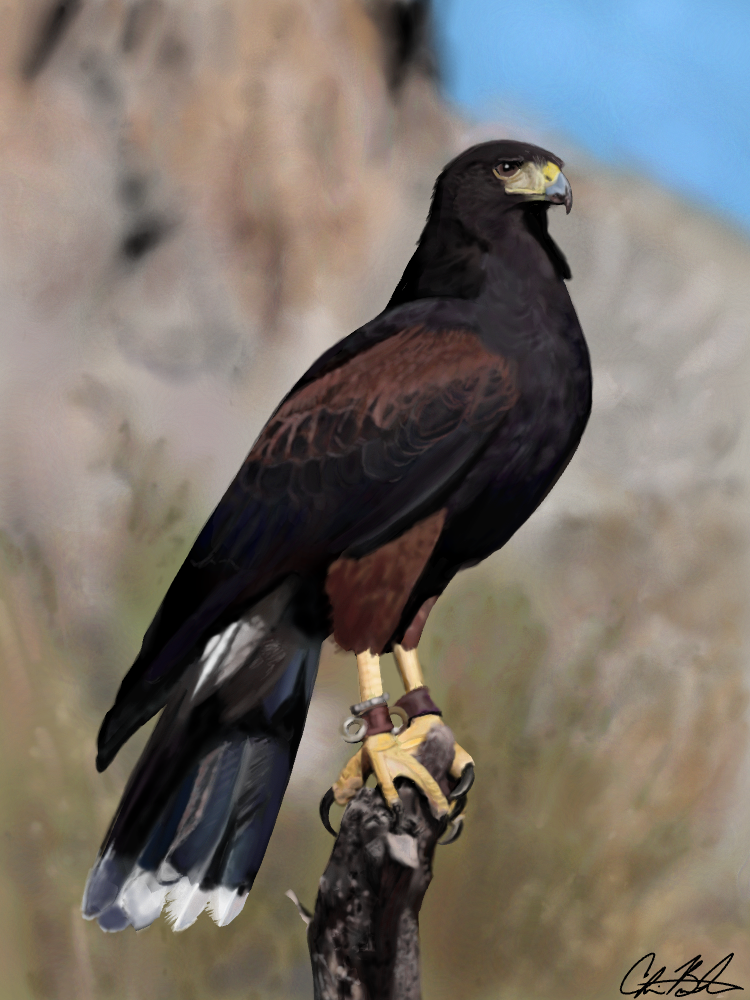 Harris Hawk WIP