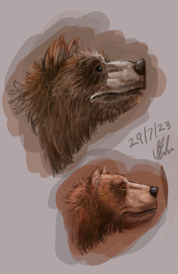 Bear Study 