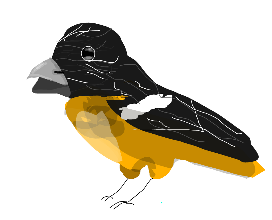 The Baltimore Oriole Bird