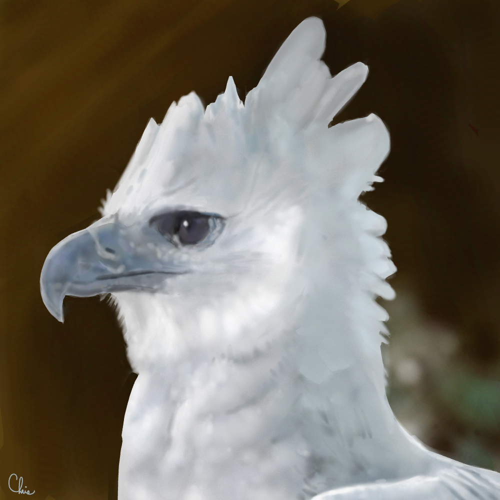 Harpy Eagle