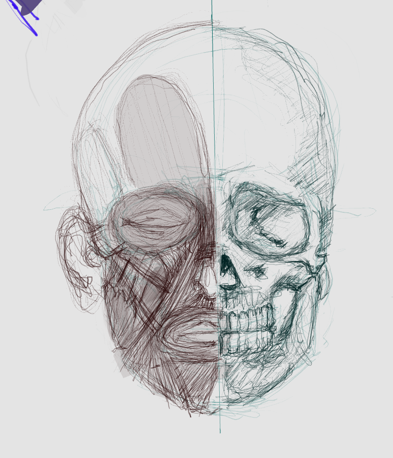 Skull+Muscles of the face