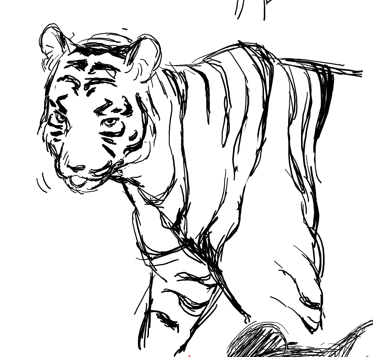 tiger tiger 