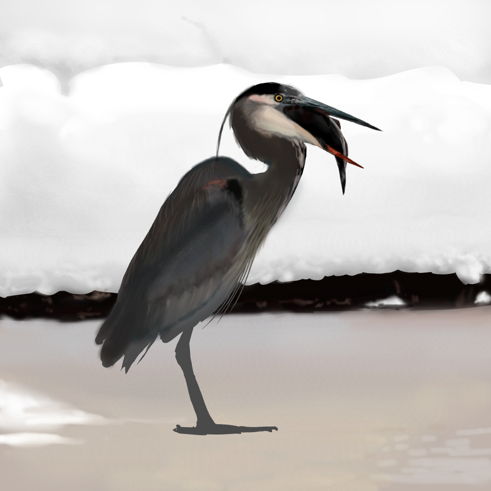 Great Blue Heron WIP