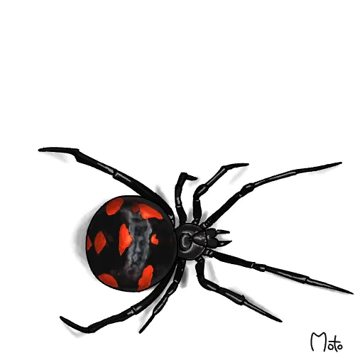 black widow