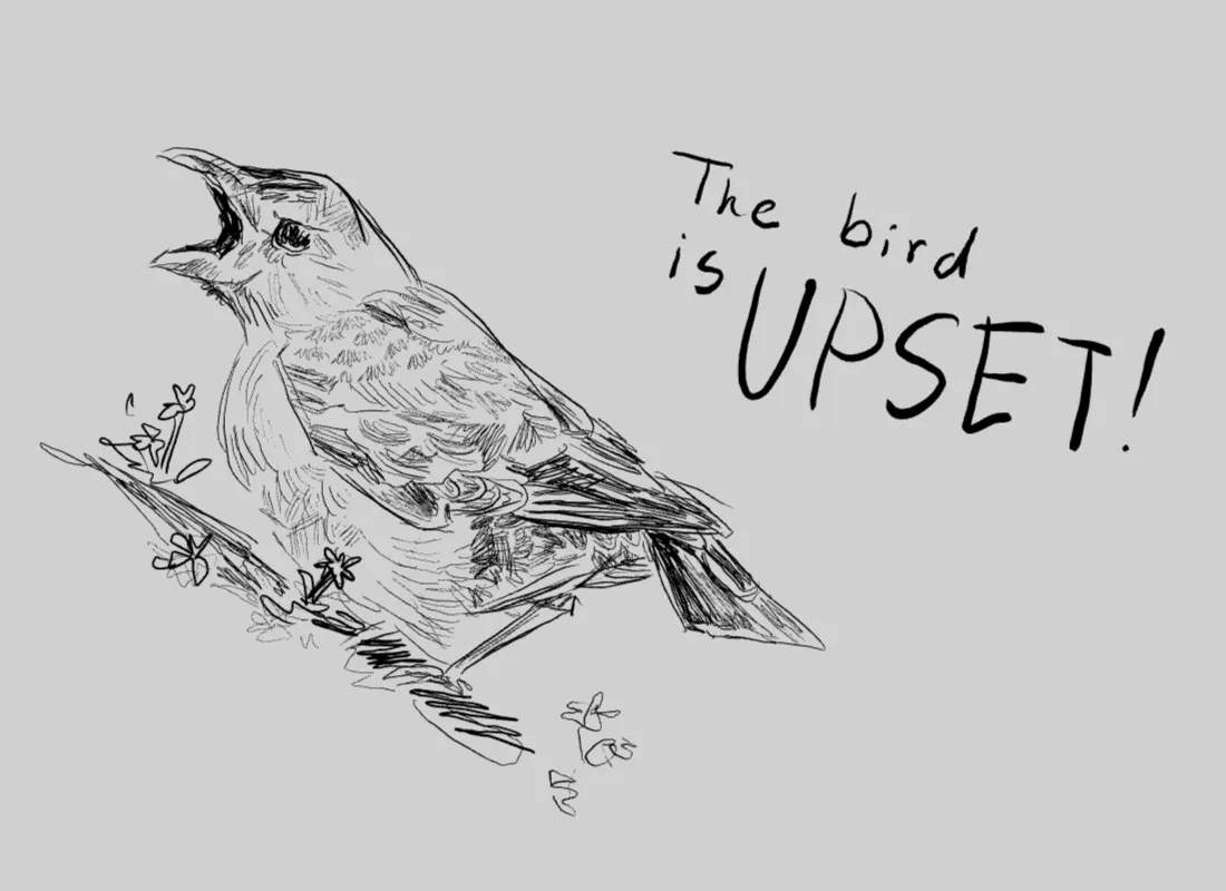 the bird is UPSET