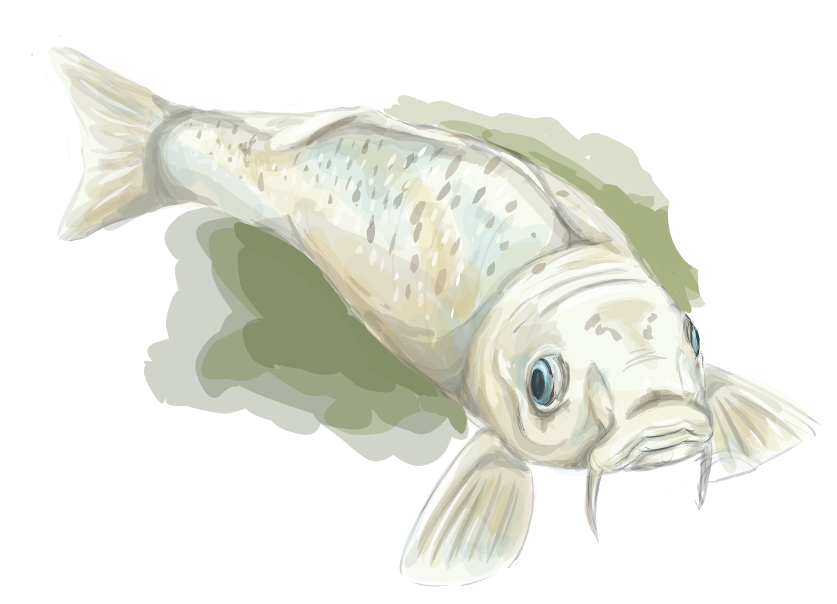 feesh