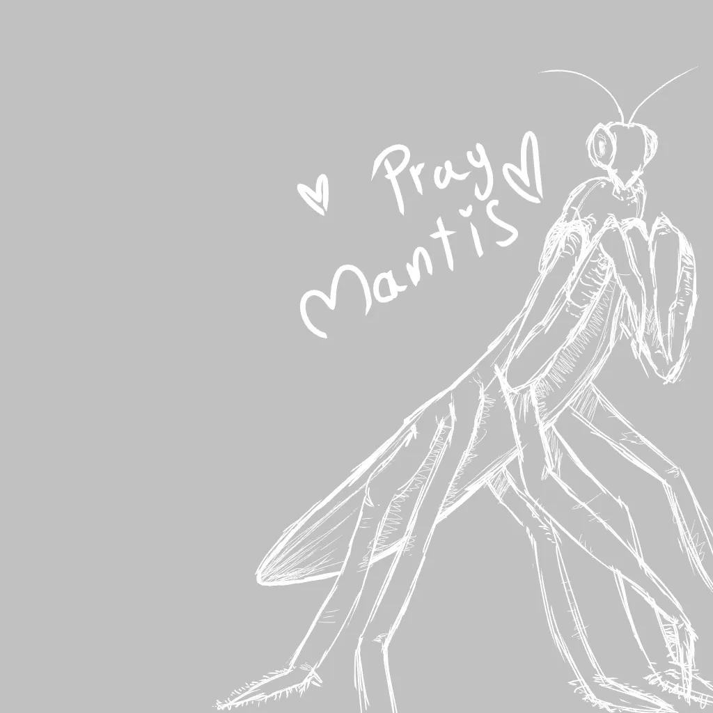 Pray Mantis