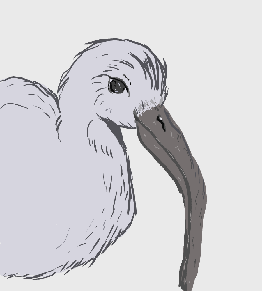 Ibis