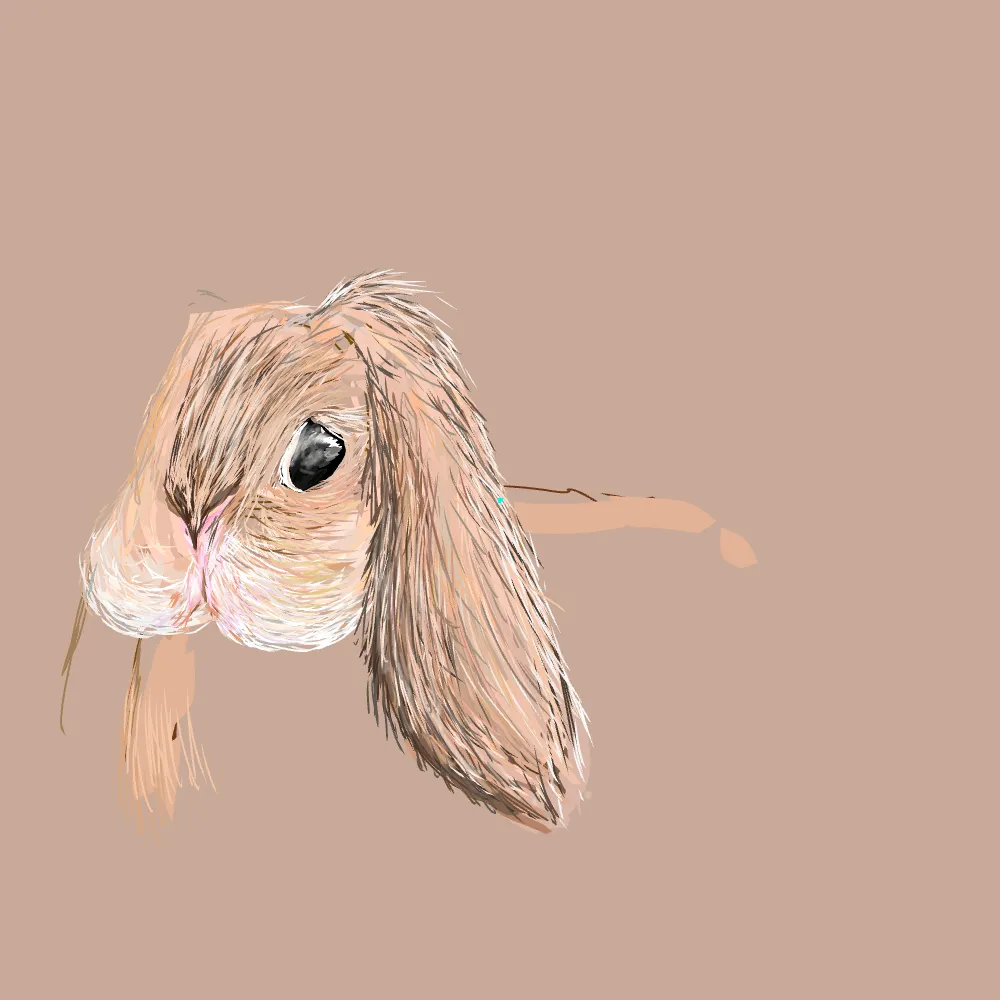 A Bunny