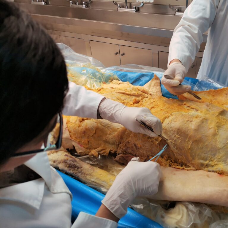 Anatomía en disección de cadáver aplicada a la fisioterapia invasiva: implicaciones para la precisión ecoguiada