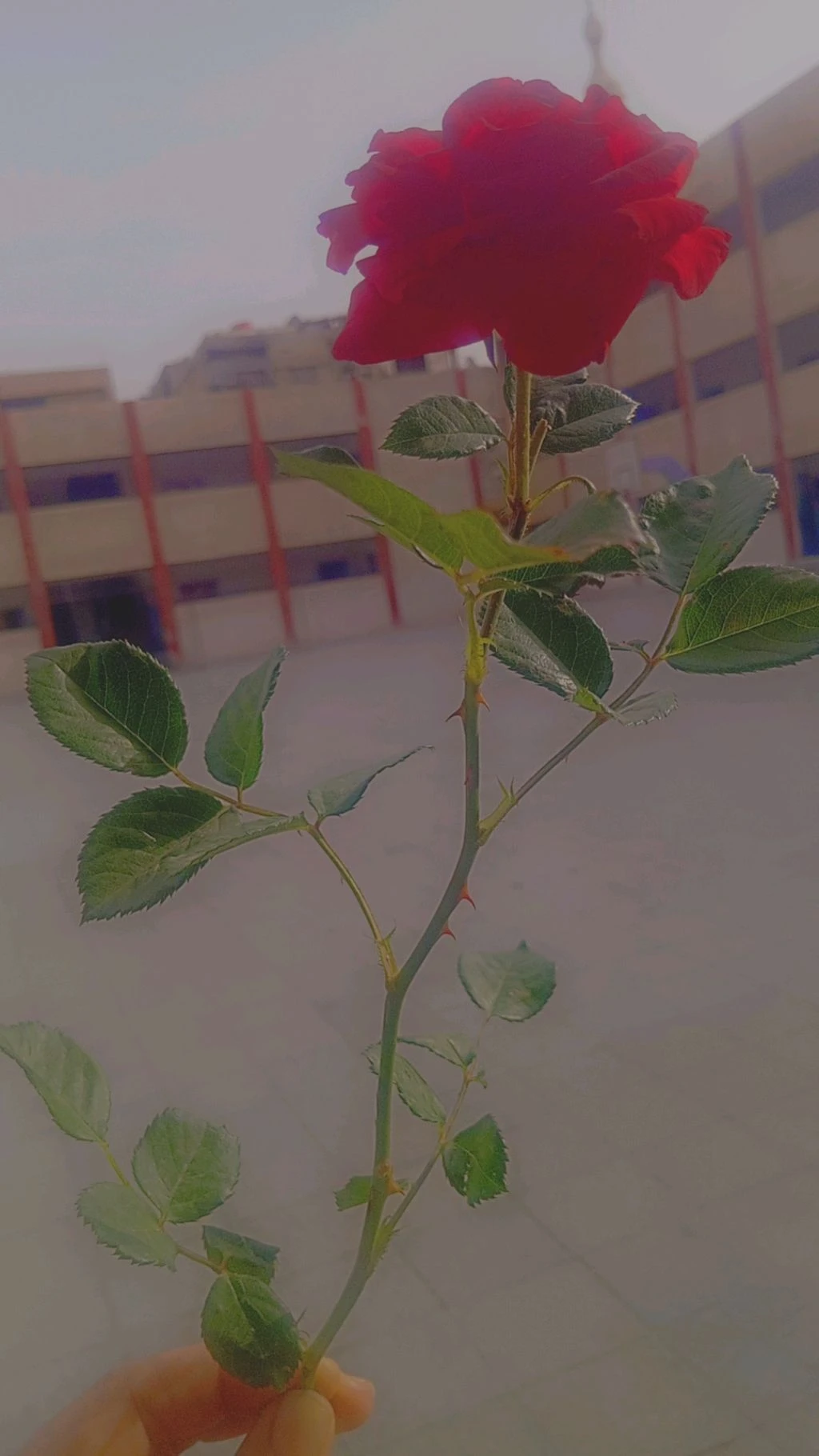 معلمة