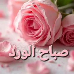 الشايب