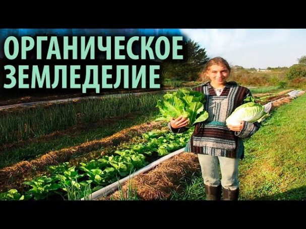 Сергей Бачин: Органическое фермерство – это забота о здоровье всего общества