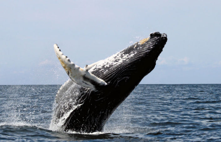 Действия Норвегии по добыче китового мяса грозят исчезновением популяции китов-полосатиков
