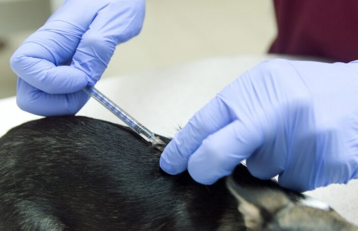 Животных будут вакцинировать против бешенства дома