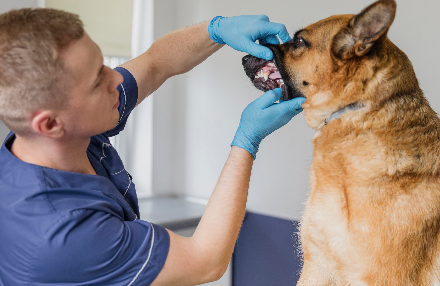 Ветеринар рассказал, что делать с зубами собаки во время пандемии