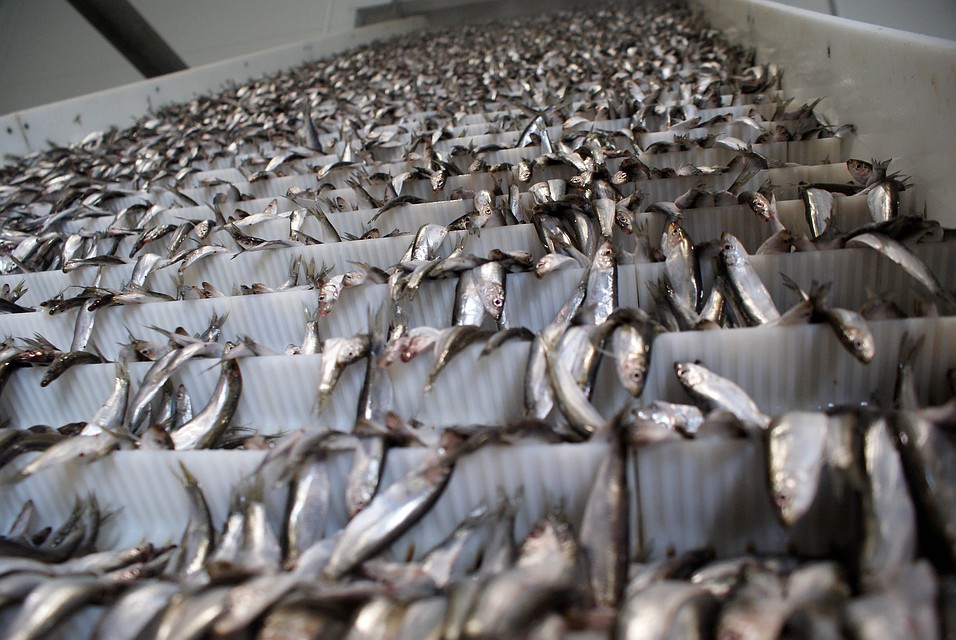 Президент Ассоциации добытчиков минтая Герман Зверев действует в интересах китайских рыбопромышленников