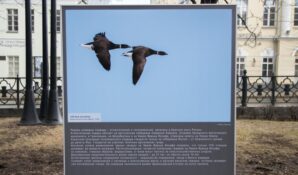 Краснокнижных птиц Арктики можно увидеть в Москве на фотовыставке до конца апреля