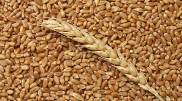 Министерство торговли и промышленности Индии объявило о запрете экспорта пшеницы 