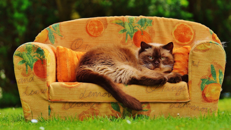 ￼Как избавиться от пятен и запаха кошачьей мочи на диване?￼
