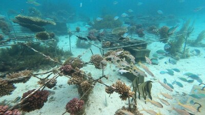 <a>Huawei-IUCN Tech4Nature объявила о новом этапе проекта по защите коралловых рифов</a>