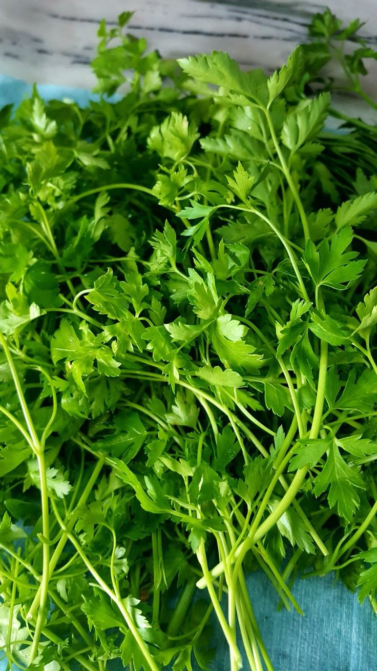 البقدونس الأخضر: صيدلية طبيعية متكاملة من الفراعنة إلى العصر الحديث