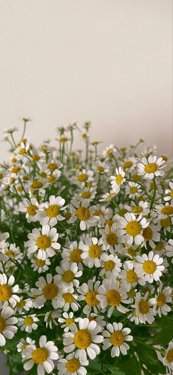 البابونج (الكاموميل): سر الهدوء، الاسترخاء، ونوم هانئ