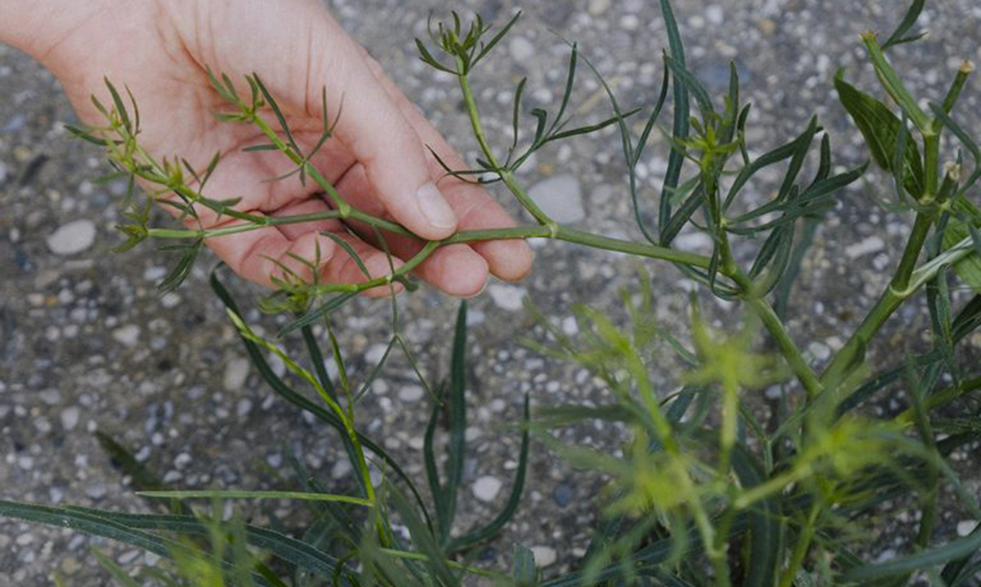 Repair Cream Meine Events | ntry.at