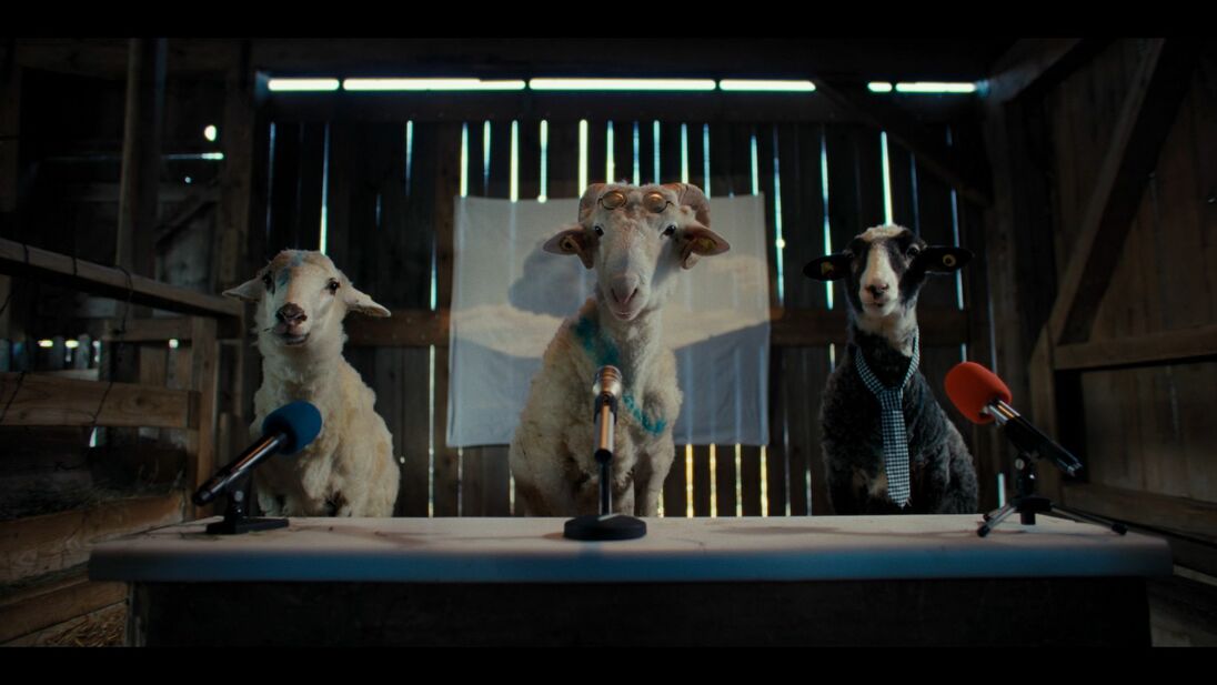 Event image for Schlosshofkino – Sheep - Österreich-Premiere