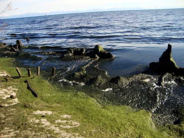 В связи с водорослями в Байкале начата прокурорская проверка