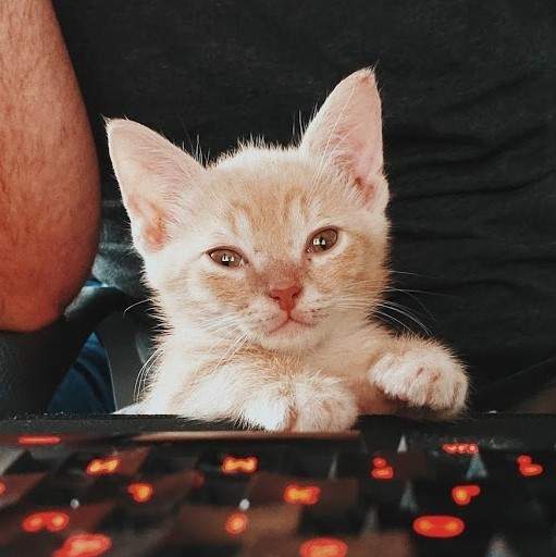 fosterkittendad