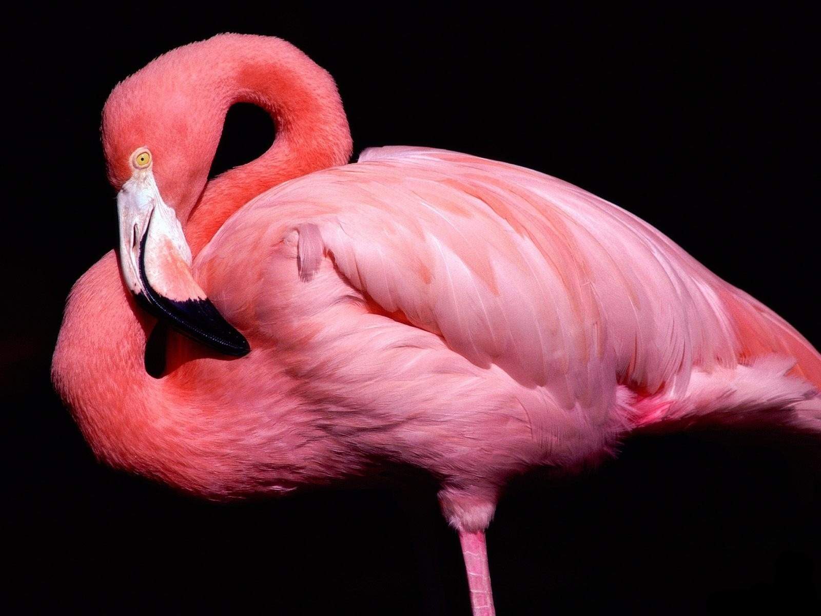 flamingoboy3000